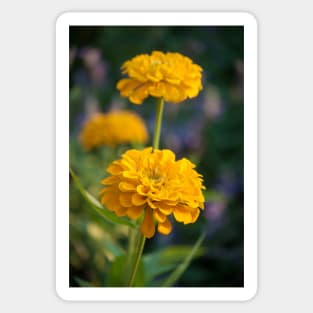 Sunset Zinnias Sticker